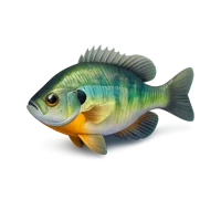 Bluegill isometric 3D icon, free freshwater fish illustration for fishing, wildlife, and lake themed designs