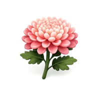 Chrysanthemum isometric 3D icon with layered petals, suitable for floral, botanical, and garden-themed designs.