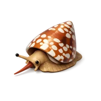 Cone snail isometric 3D icon featuring a marine sea snail shell, free for ocean and wildlife design projects.