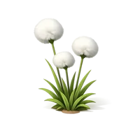 Cottongrass isometric 3D icon with soft white seed heads, free to download for nature and botany designs
