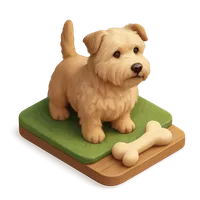 Glen of Imaal Terrier dog
