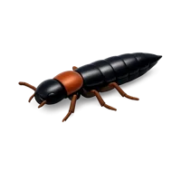 Rove Beetle isometric 3D icon for free download, suitable for biology, insect, and wildlife themed designs.
