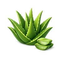 Aloe Vera 3D icon