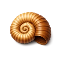 Ammonite 3D icon