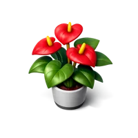 Anthurium 3D icon