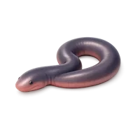 Atretochoana 3D icon