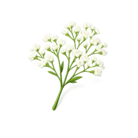 Baby's Breath 3D icon