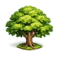 Beech Tree 3D icon
