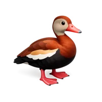 Black-Bellied Whistling Duck 3D icon