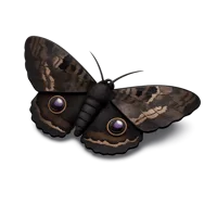 Black Witch Moth 3D icon
