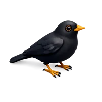 Blackbird 3D icon