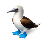 Blue-Footed Booby 3D icon