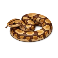 Boa Snake 3D icon
