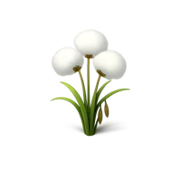 Bog Cotton 3D icon