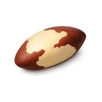 Brazil Nut 3D icon