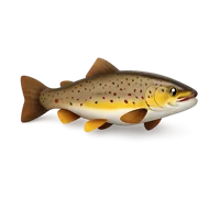 Brown Trout 3D icon