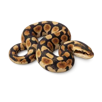 Burmese Python 3D icon
