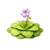 Butterwort 3D icon