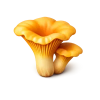 Chanterelle Mushrooms 3D icon