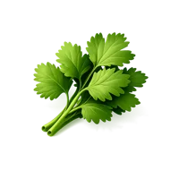 Cilantro 3D icon