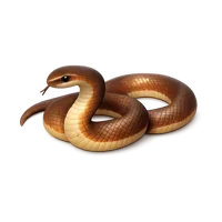 Coastal Taipan 3D icon