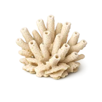 Coral Skeleton 3D icon