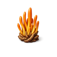 Cordyceps Mushroom 3D icon