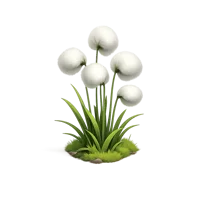 Cotton Grass 3D icon