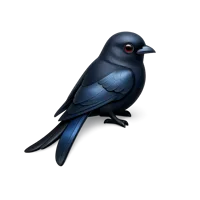 Drongo Bird 3D icon