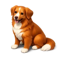 Duck Tolling Retriever 3D icon