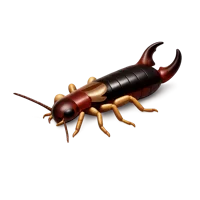 Earwig 3D icon