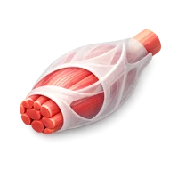 Fascia 3D icon