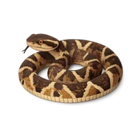 Fer-de-Lance 3D icon