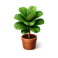 Fiddle Leaf Fig 3D icon