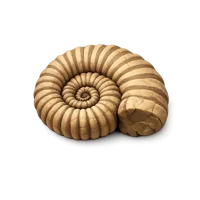 Fossil Shell 3D icon