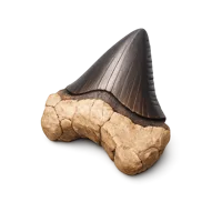 Fossil Tooth 3D icon