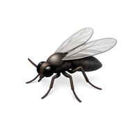 Gnats 3D icon