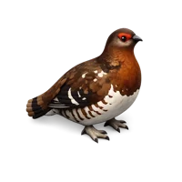 Grouse 3D icon