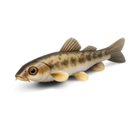 Gudgeon 3D icon