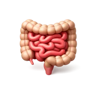 Gut 3D icon