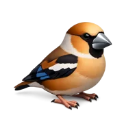 Hawfinch 3D icon