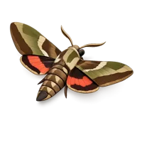 Hawk Moth 3D icon