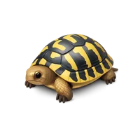 Hermann's Tortoise 3D icon
