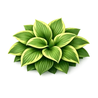 Hosta 3D icon