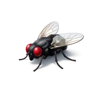 Housefly 3D icon