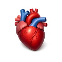 Human Heart 3D icon