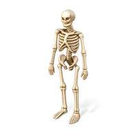 Human Skeleton 3D icon