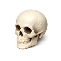 Human Skull 3D icon