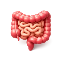 Intestine 3D icon