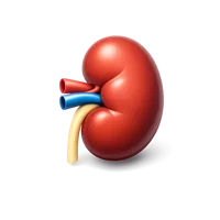 Kidney 3D icon